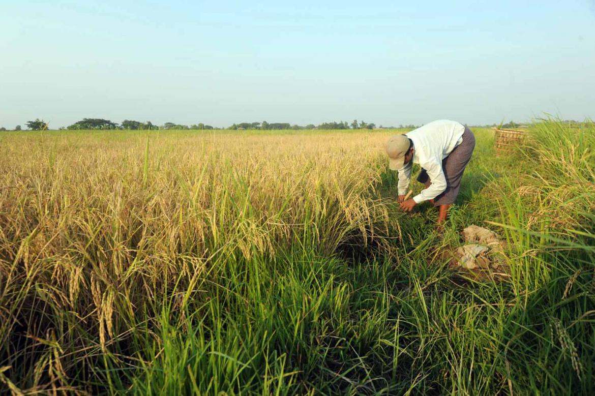 farmers-suffer-as-rice-price-slumps-1582189241