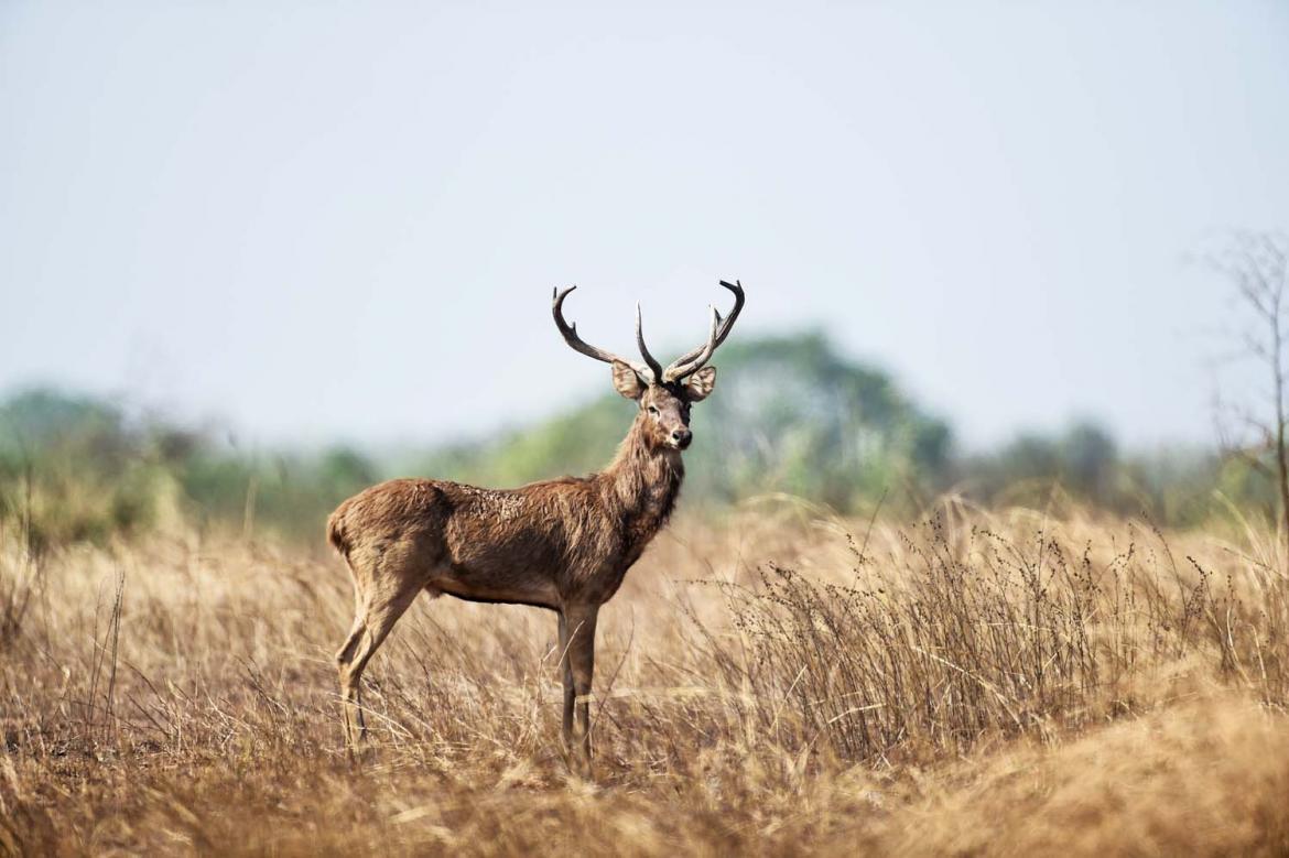 golden-deer-threatened-by-record-heat-and-an-army-land-grab-1582180210