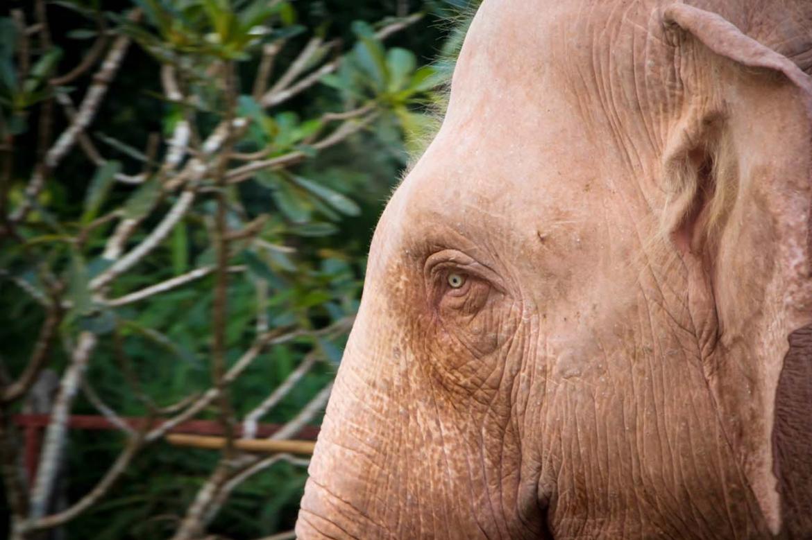 The Original White Elephants of Myanmar [PHOTOS]