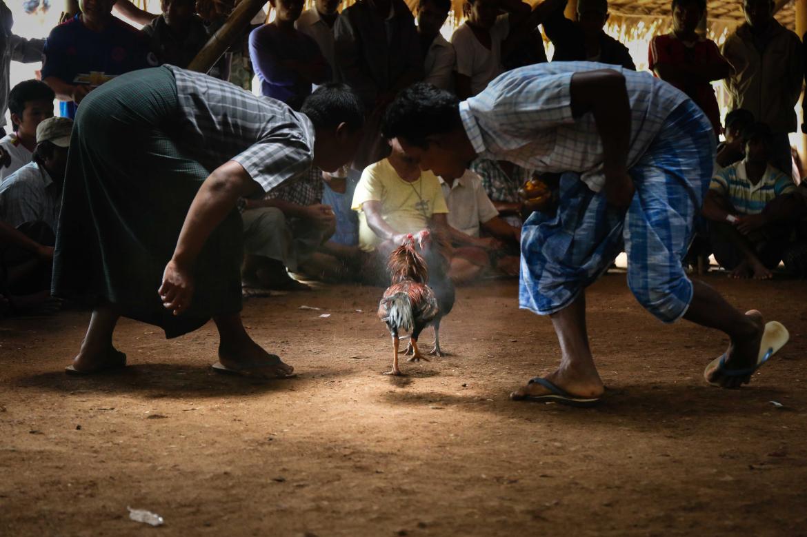 A cockfighting ring pictured in Yangon in 2016. (Frontier)