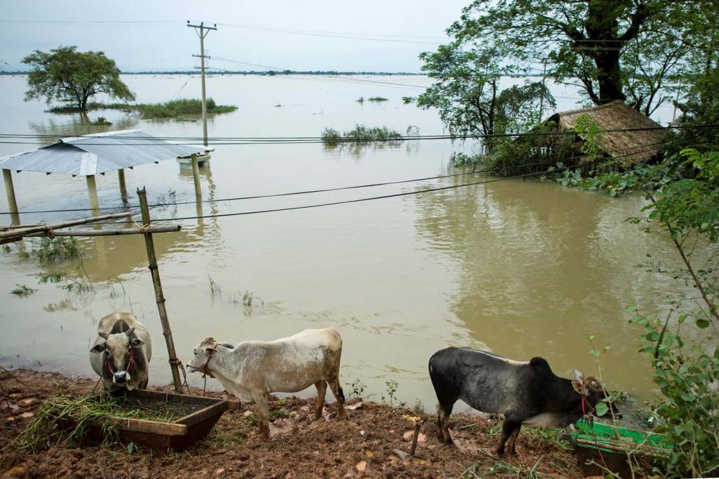 Cows seek refuge from floodwaters in Shwegyin Township. (AFP)