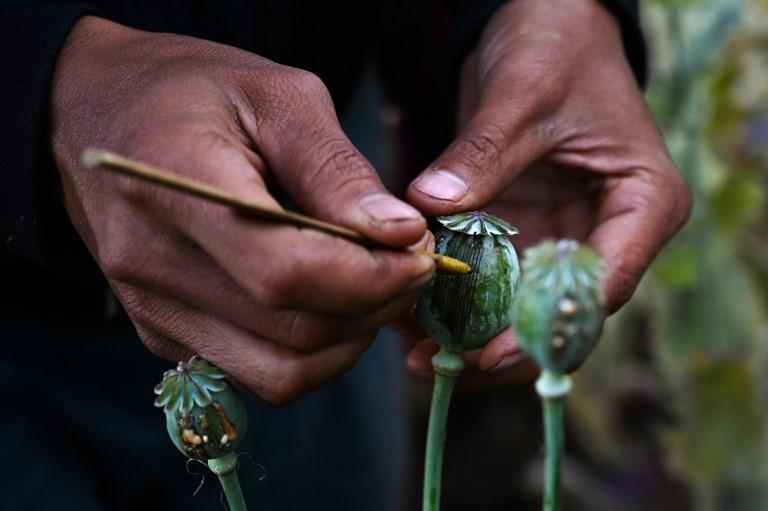 A man harvests sap at a poppy field in Hopong. (AFP)