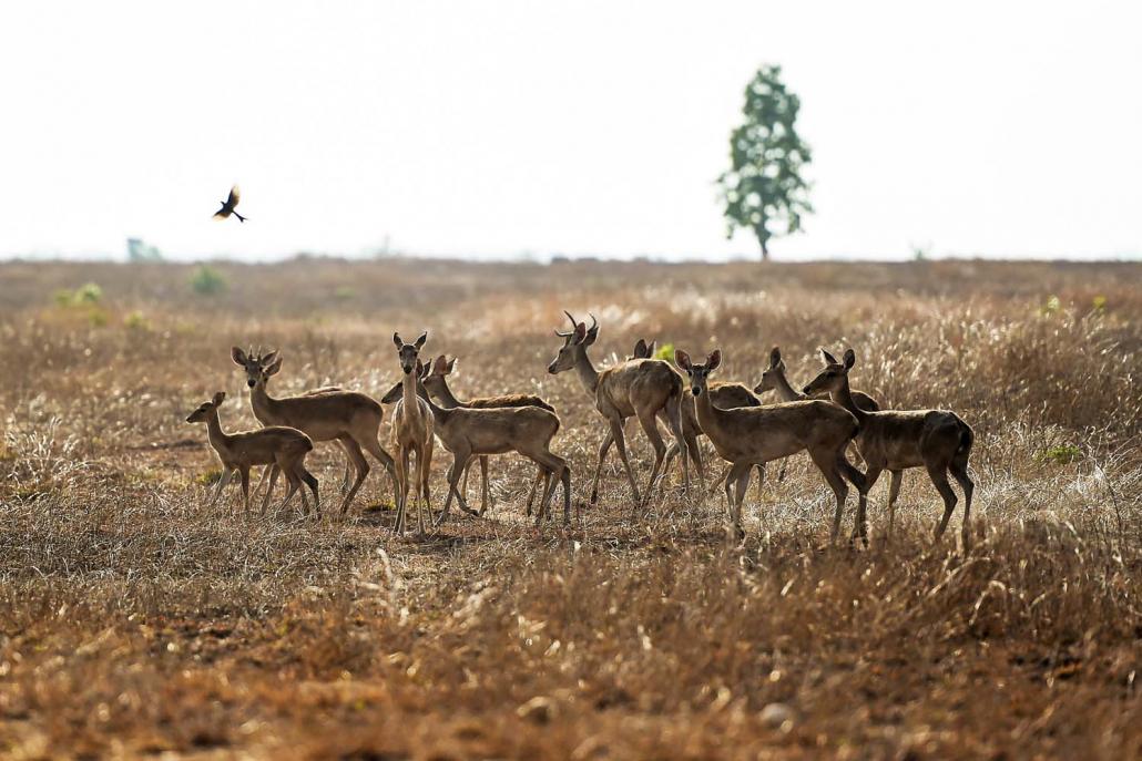 Eld's deer seen on May 6 roam through the sanctuary, which has lost much of its forest cover, partly due to failed cotton plantations and the dependence of nearby villages on firewood for fuel. (AFP)