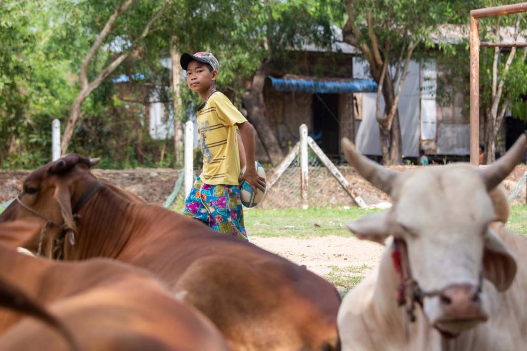 A player from the Little Dragons rugby team walks past cattle before taking part in a training session. (AFP)