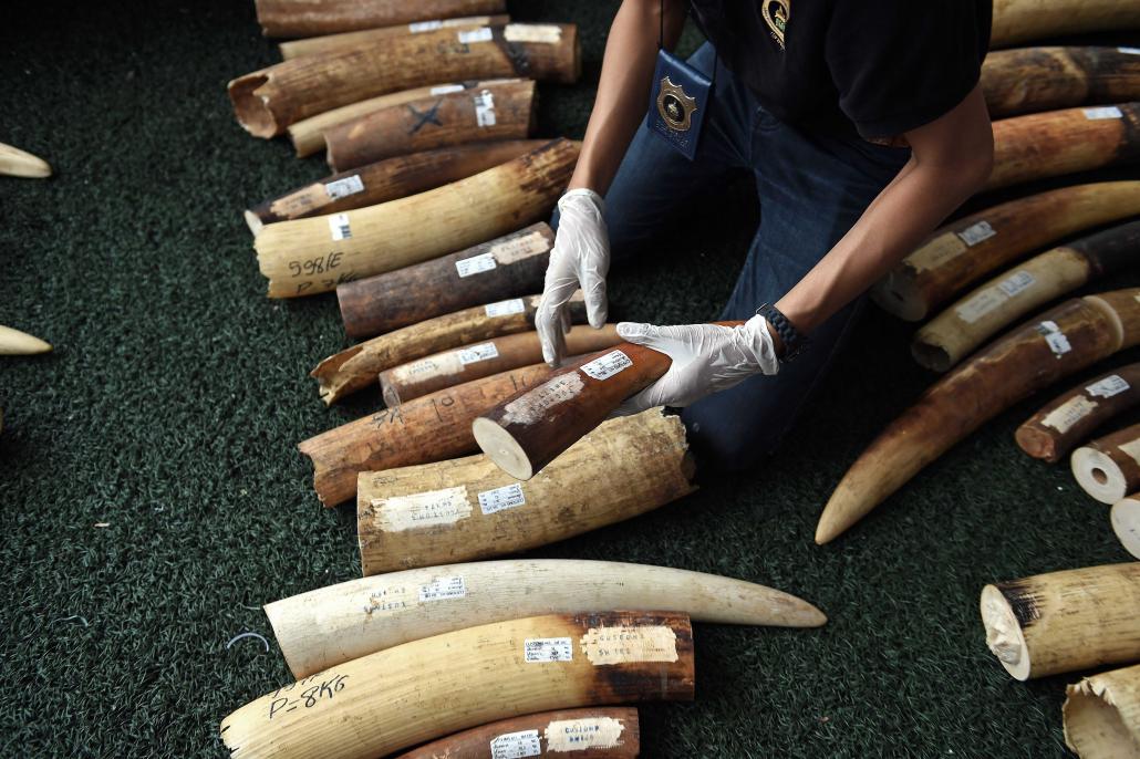 Elephant tusks are displayed by wildlife officials at the Customs Department after more than 700 kilograms of ivory items - 113 tusks and 168 pieces - were seized on the Thai island of Ko Samui. (AFP)