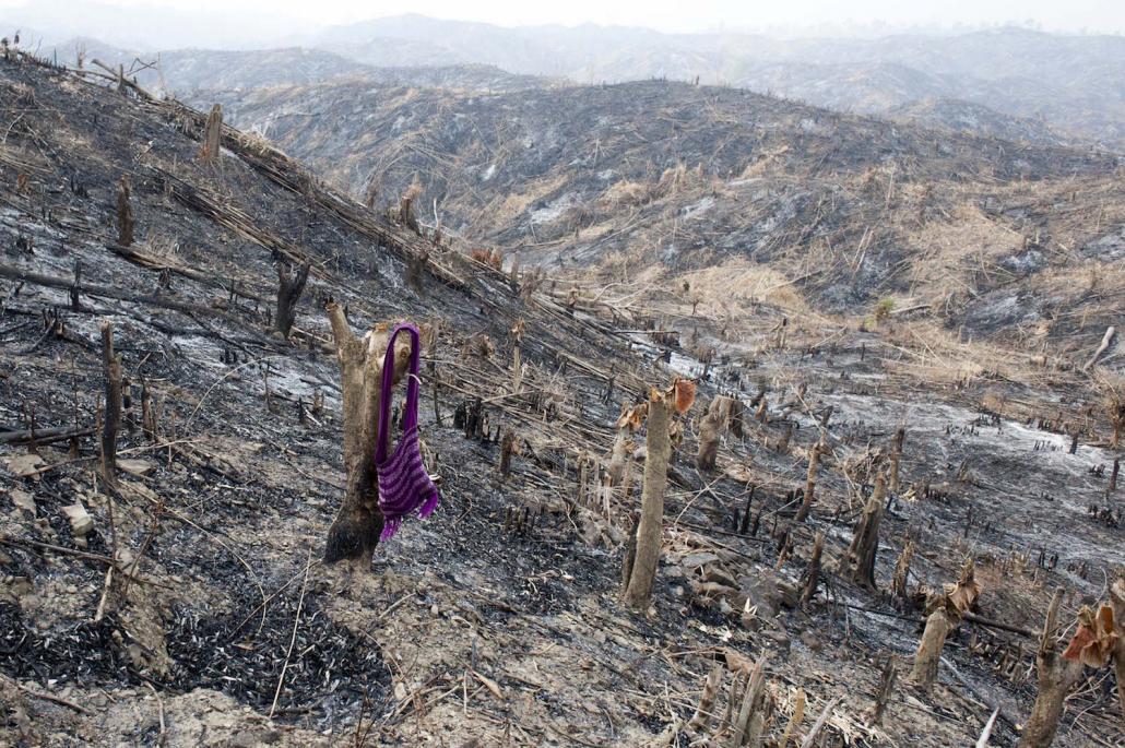 A worker's bag is seen among the remains of burned teak trees in Bago Region in 2014 (AFP)