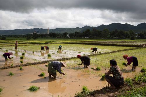 ခေတ္တတာ ငြိမ်းချမ်းရာ ရနေတဲ့ လယ်သမားတွေက စိုက်ပျိုးရေးနဲ့ ဆည်မြောင်းဝန်ကြီးဌာနက မိတ်ဆက်ပေးခဲ့တဲ့ ယာစိုက်ပျိုးရေးစနစ်သစ်တစ်ခုကို အသုံးပြု စိုက်ပျိုးနေစဉ်။ ဓာတ်ပုံ - ဆူသက်ပ်