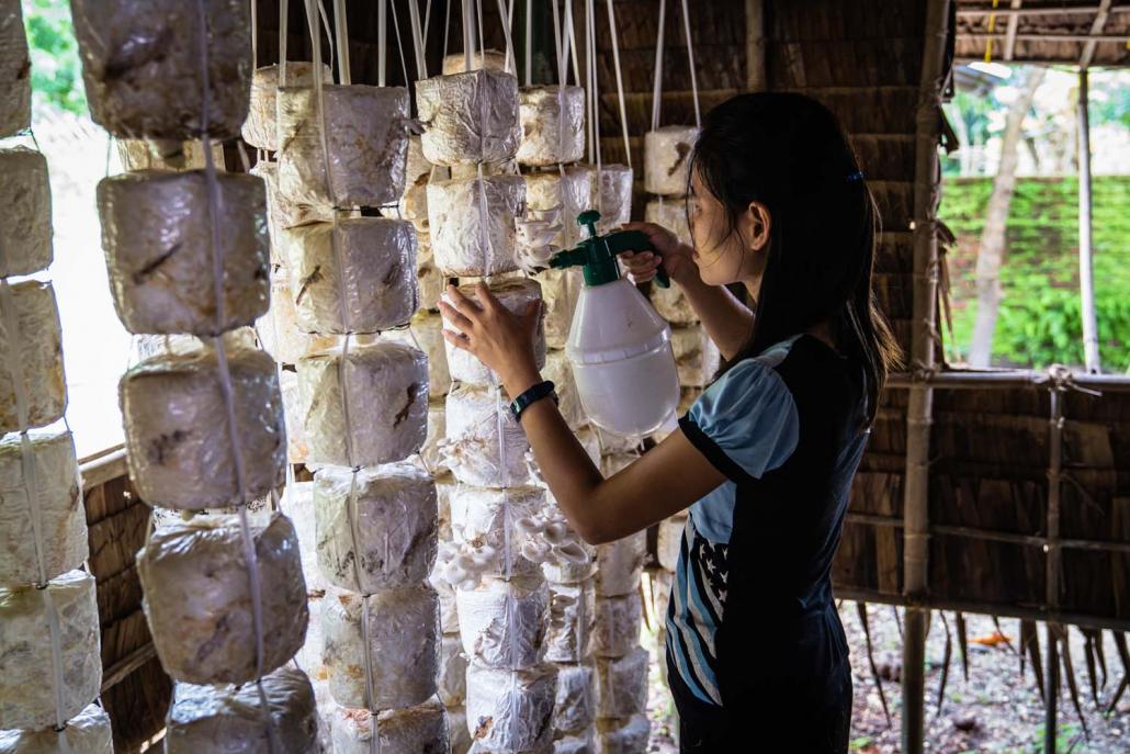 A student hangs mushrooms at the centre in northern Yangon (above). (Evelyn Yu Yu Swe | Frontier)