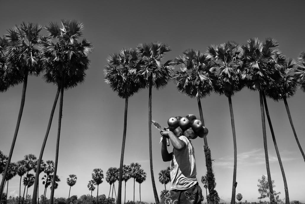 Many Dawei residents depend on agriculture for their livelihoods. (Brennan O'Connor / Frontier)