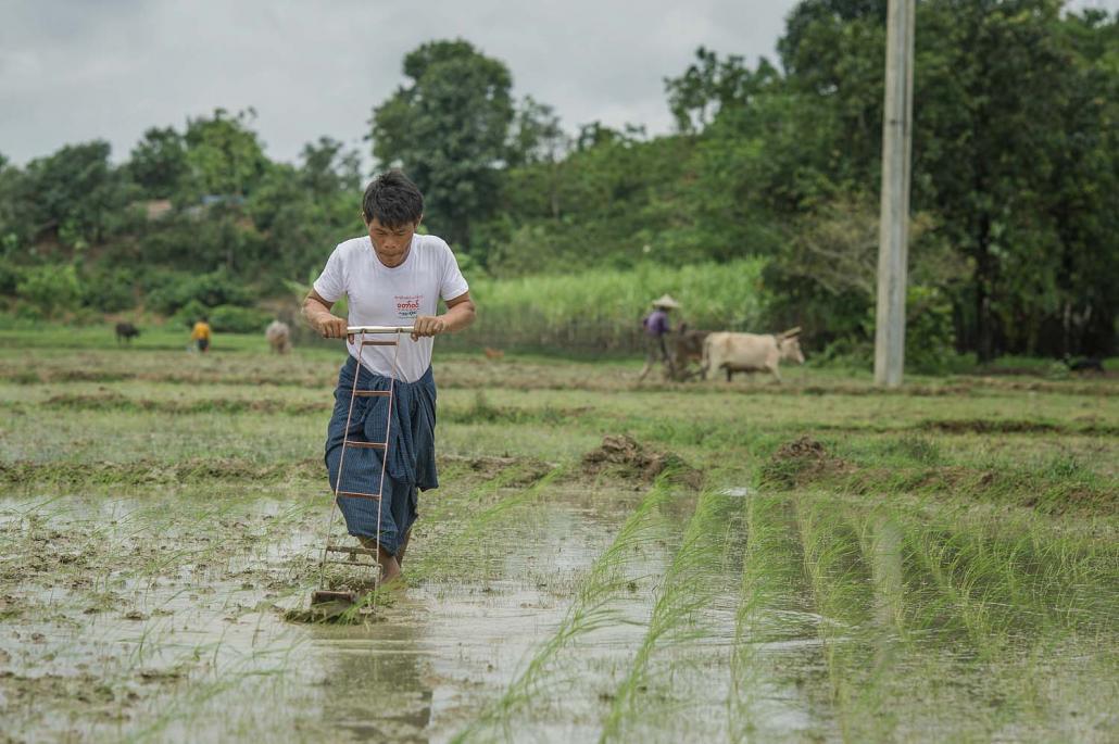 Ko Maung Nge demonstrates the use of a rotary hand weeder on his farmland in Minbya Township. (Kaung Htet | Tat Lan)
