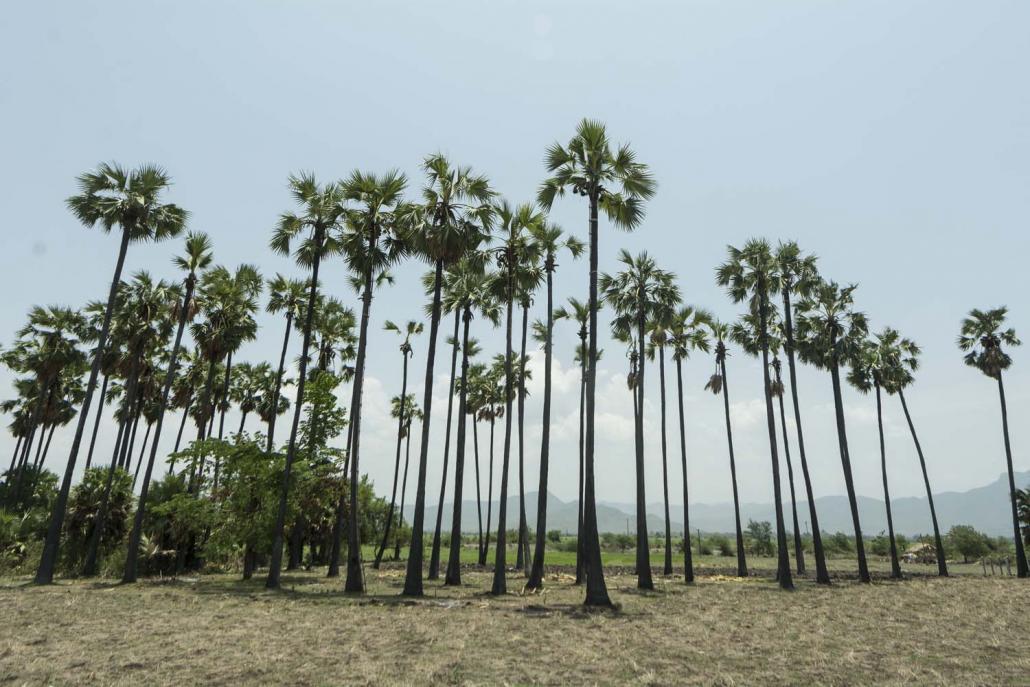 A row of toddy palm trees in Mandalay Region’s Patheingyi Township, on the outskirts of the former royal capital. (Teza Hlaing | Frontier)