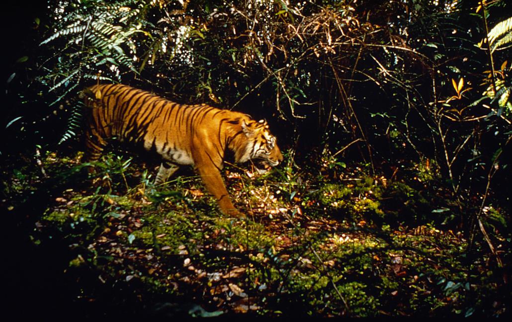 There are thought to be less than 150 tigers in the wild in Myanmar today. (Freddy Mercay / WWF)