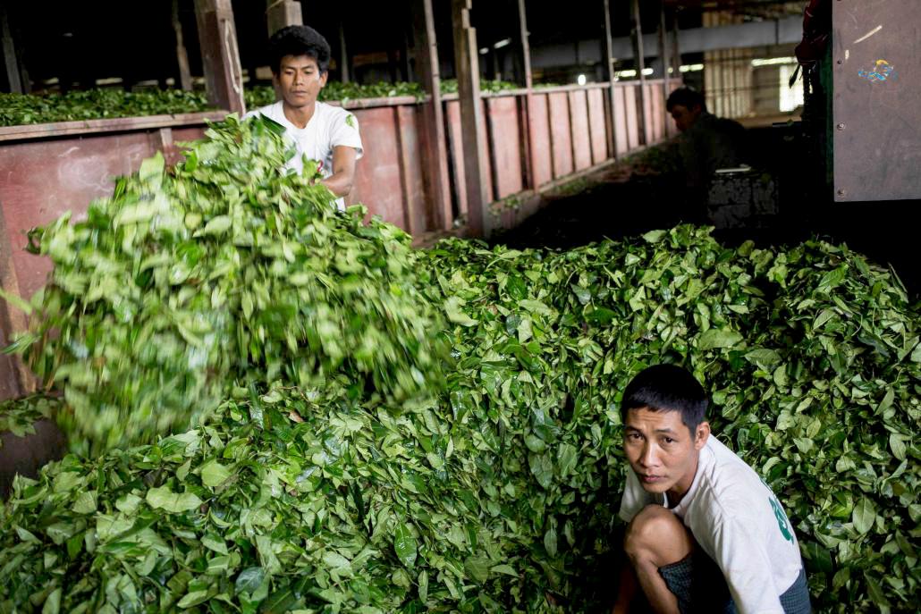 မြန်မာနိုင်ငံတွင် ထွက်ရှိသည့် လက်ဖက်အများစုကိုရှမ်းပြည်နယ်မှ ရရှိသည်။ ဓာတ်ပုံ - အန်းဝမ်