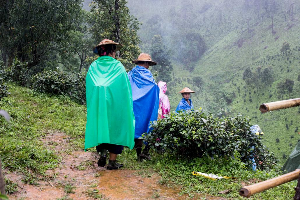 လက်ဖက်ခူးသူများ တစ်နေ့တာ လက်ဖက်ခူးအပြီး ရွာသို့ ပြန်လာကြစဉ်။ ဓာတ်ပုံ - အန်းဝမ်