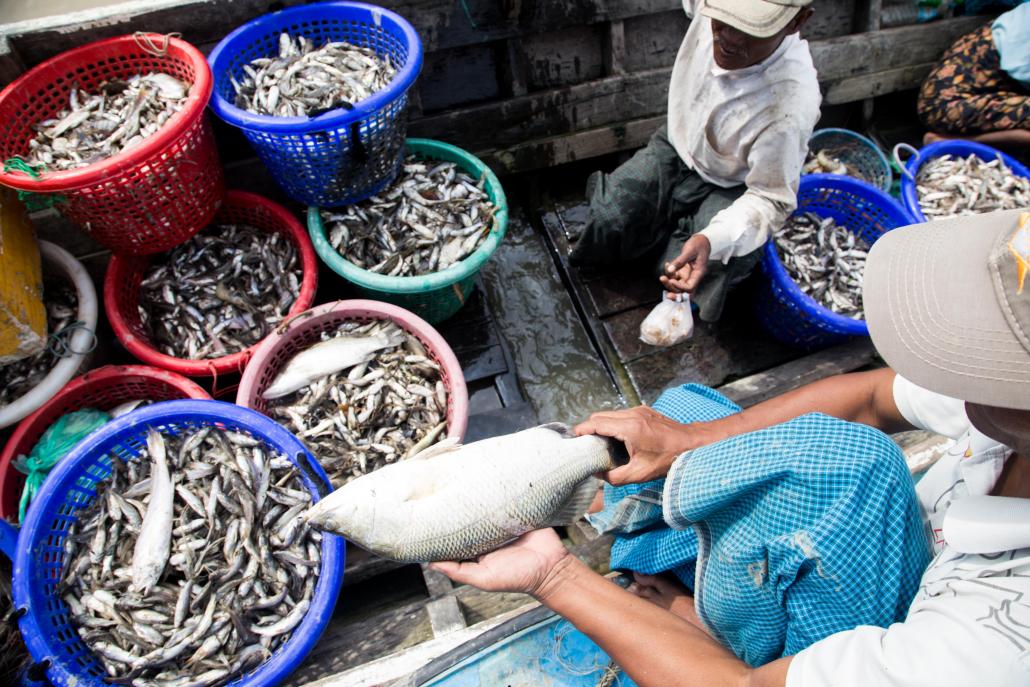 The majority of villagers living in the Delta region are fishermen or rice farmers. (Ann Wang / Mongabay)