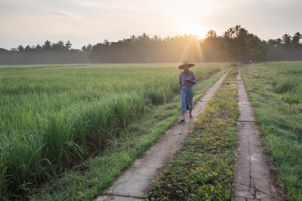 Thirty years ago Ayeyarwady Region was covered in mangrove trees, but due to economic needs the land has now largely been converted into rice paddy fields. (Ann Wang / Mongabay)