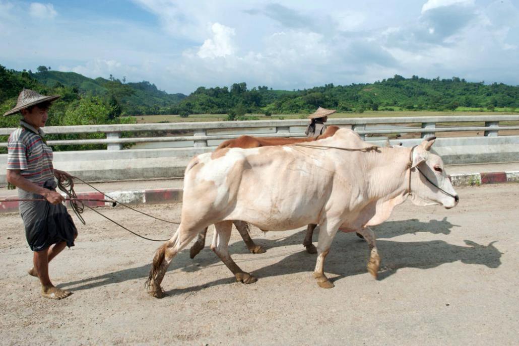 ရခိုင်ပြည်နယ်ရှိ တံတားတစ်စင်းပေါ်မှာ လယ်သမားတစ်ဦးက နွားတစ်ရှဉ်းကို ဆွဲသွားစဉ်။ ဓာတ်ပုံ - စတိဗ် တစ်ခ်နာ