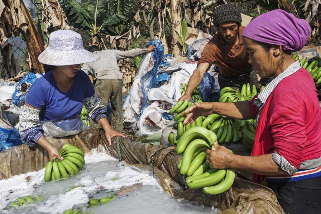 Labourers dunk bananas in a fungicide bath, without using gloves, before packing them in Maisakpa village, Waingmaw Township. (Hkun Li | Frontier)