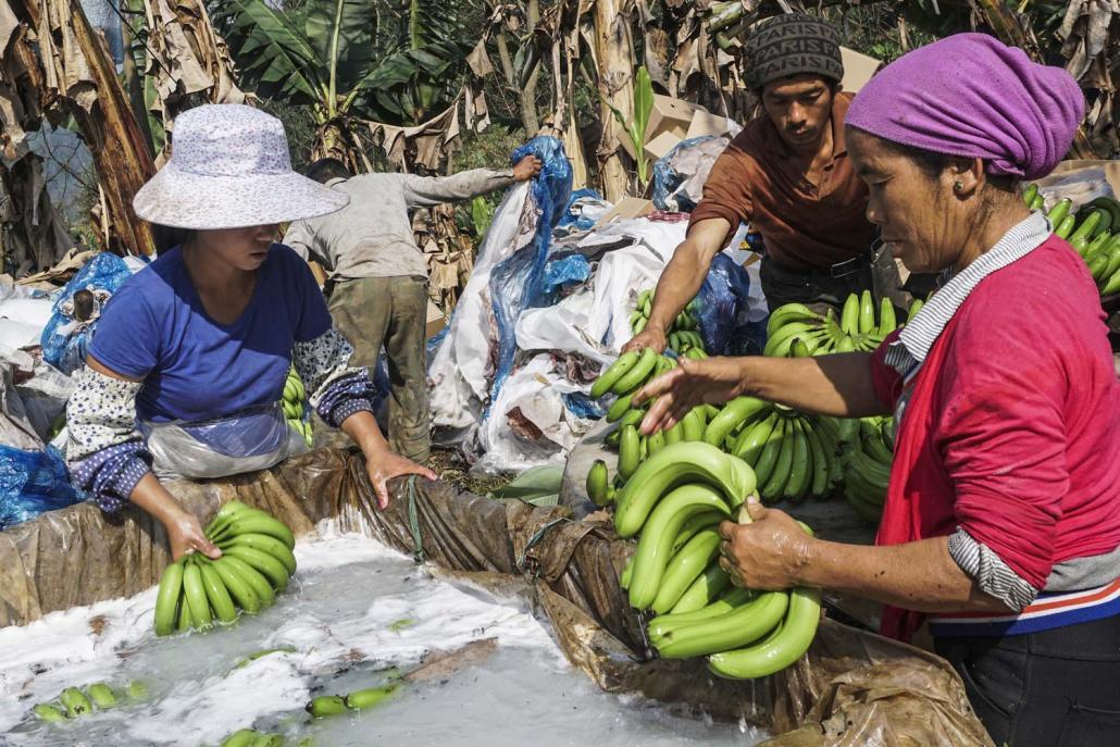 ငှက်ပျောစိုက်ခင်းများတွင် လုပ်ကိုင်နေကြသည့် အလုပ်သမားအများစုမှာ မည်သည့်အကာအကွယ်ပစ္စည်းမှ မပါပဲ ပိုးသတ်ဆေးများ၊ မှိုသတ်ဆေးများအား ကိုင်တွယ်လုပ်ကိုင်နေကြရသည်။ ဓာတ်ပုံ-ခွန်လီ