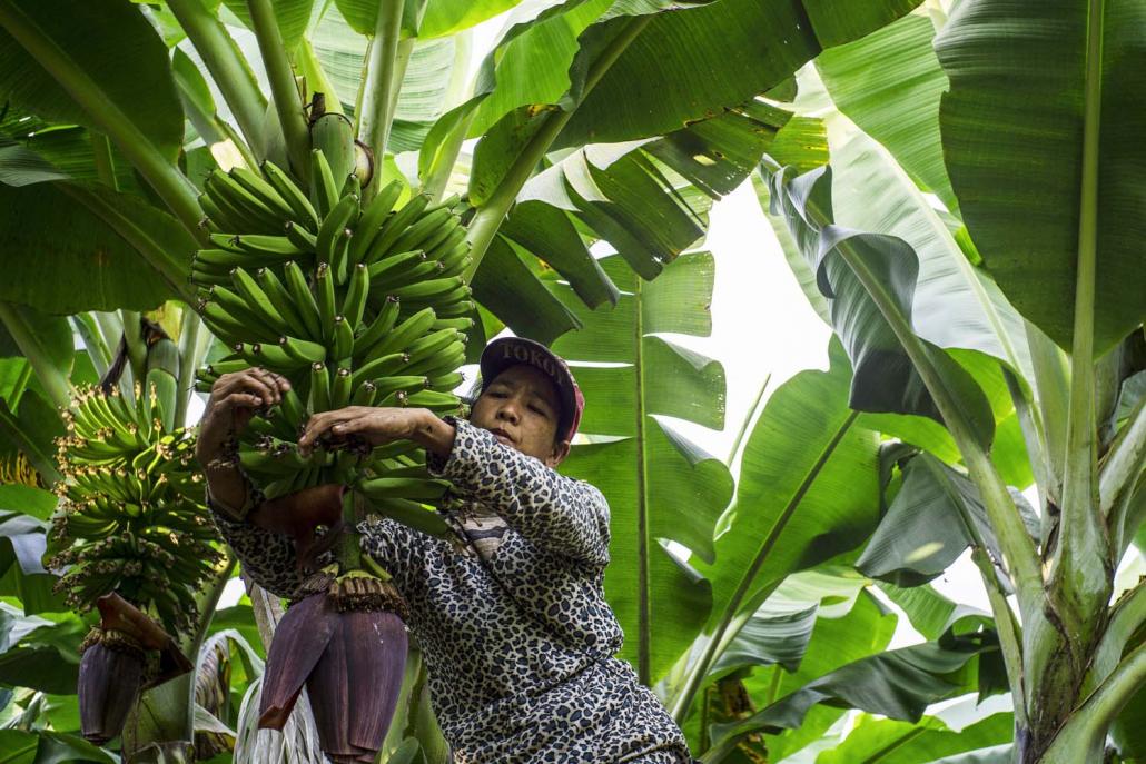 A labourer inspects ripening bananas at a plantation in Maisakpa village, Waingmaw Township. (Hkun Li | Frontier)