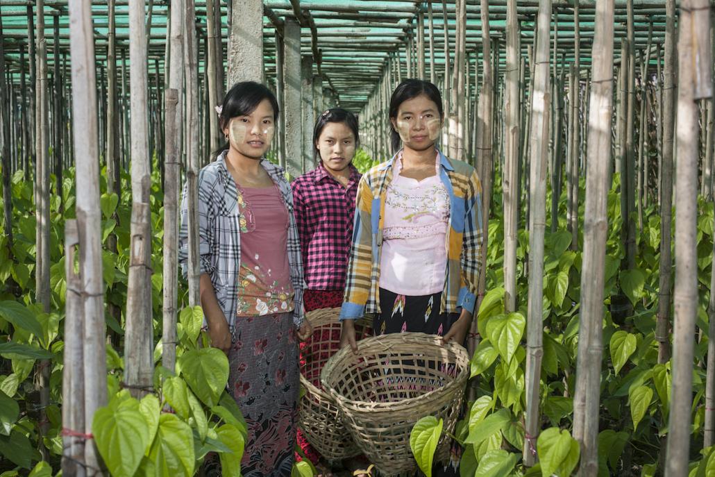 Female workers at a betel plantation near Nyaung-U, Mandalay Region in November 2015. (Chiara Luxardo / Frontier)