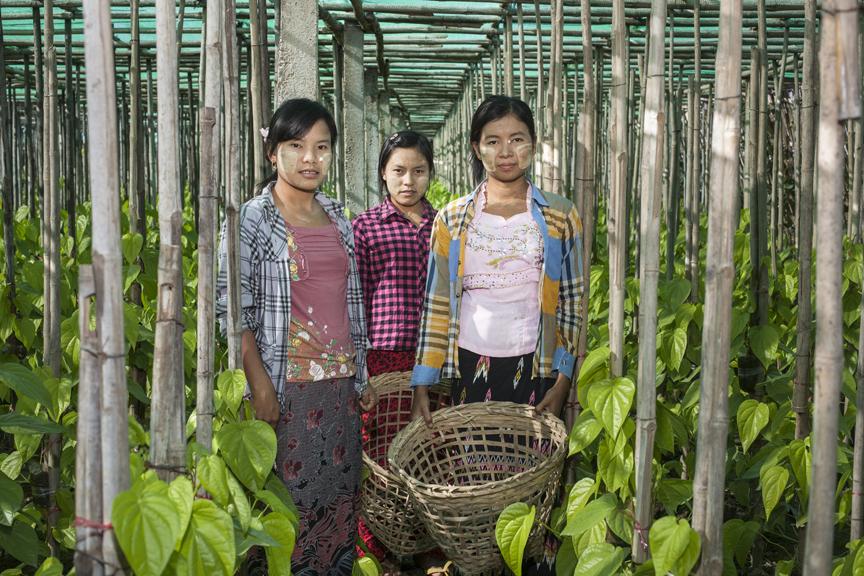 ကွမ်းရွက်ခူးသူတွေကို ကွမ်းခြံတစ်ခြံမှာ တွေ့ရစဉ်။