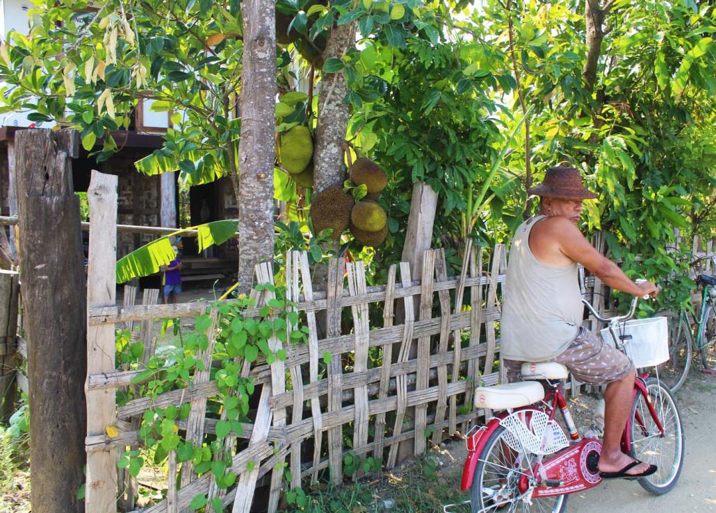 Jackfruit trees line the main road in Mawlaik. (Oliver Slow | Frontier)