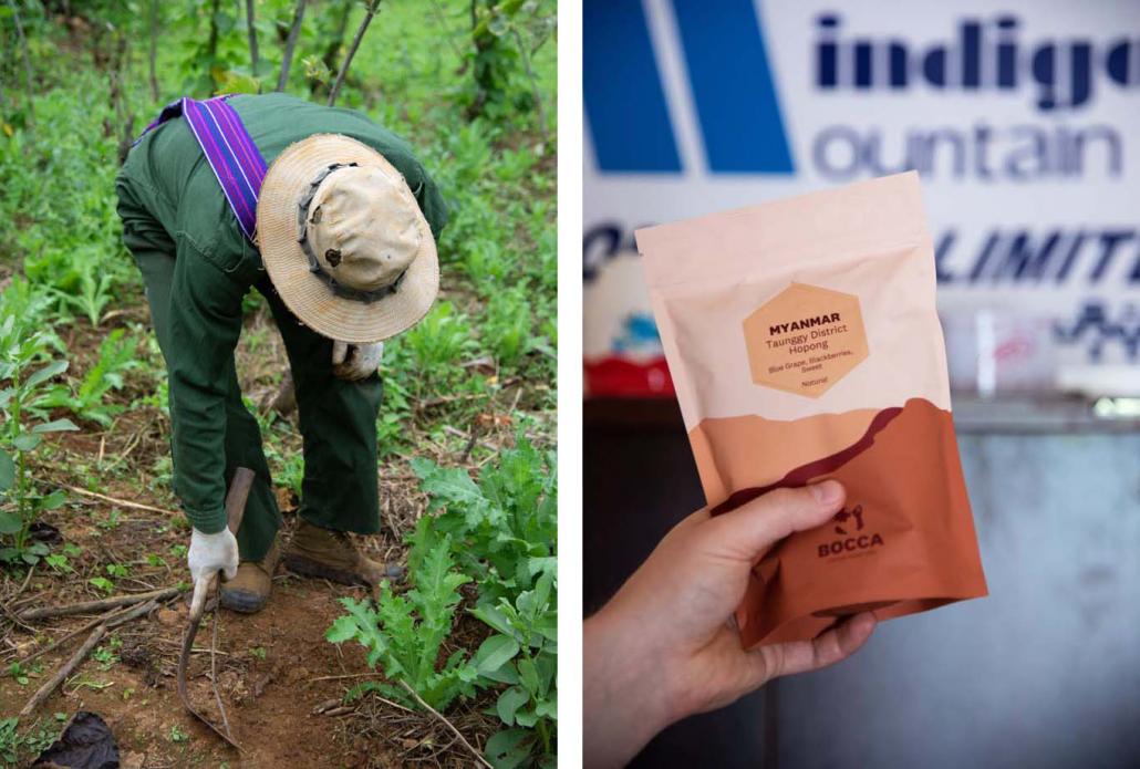 A farmer from southern Shan State clears weeds around freshly sown opium poppy plants, which he is growing between other licit crops (left), Indigo Mountain is producing specialty coffee that attracts a premium price. (Rajiv Raman | Frontier)