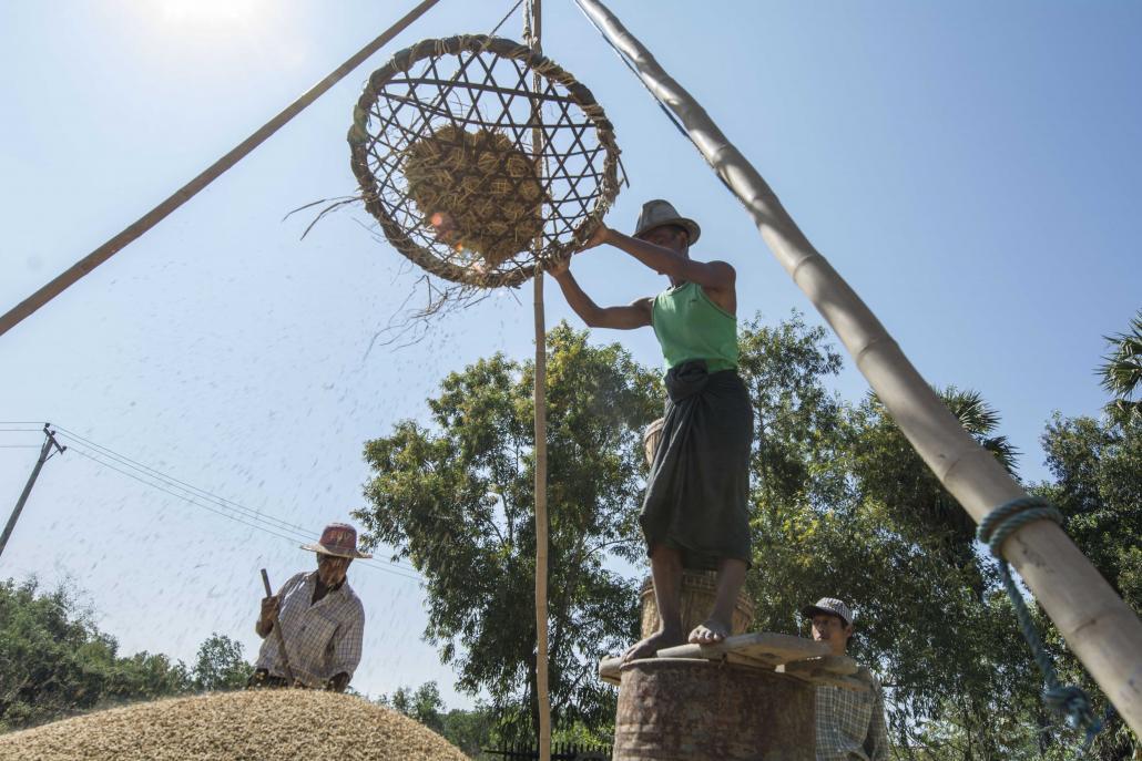 ရန်ကုန်မြို့စွန်မှ လယ်ယာလုပ်ငန်းခွင်ကို တွေ့ရစဉ်။ ဓာတ်ပုံ - တေဇလှိုင်