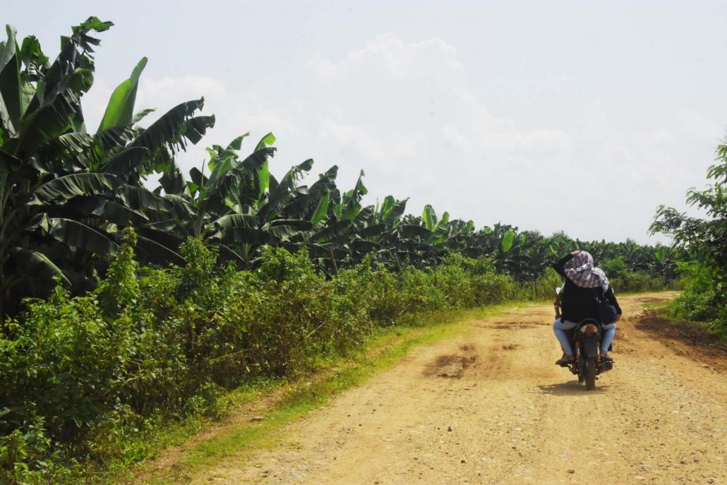 Illegal banana plantations stretch for miles in Waingmaw Township. (Hein Ko Soe | Frontier)