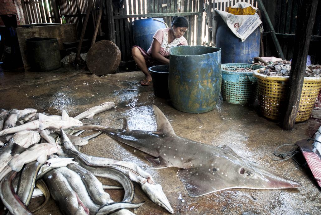 A haul of shark meat. (Hans Hulst / Frontier)