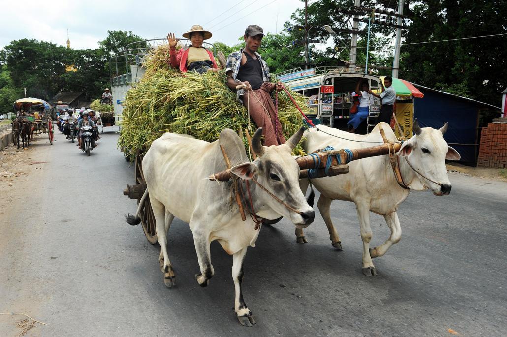 မြန်မာနိုင်ငံရဲ့ ကျေးလက်ဒေသတွေမှာ သယ်ယူပို့ဆောင်ရေးအတွက် ကျွဲနွားတွေကို အသုံးပြုနေကြရဆဲ ဖြစ်ပါတယ်။ ဓာတ်ပုံ- စတိဗ် တစ်ခ်နာ