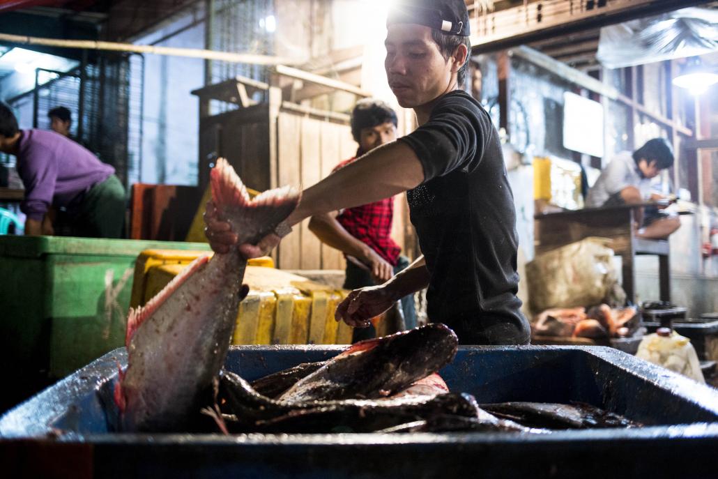 Early morning scenes at the San Pya Fish Market in Kyimyindaing, Yangon. (Ann Wang / Frontier)