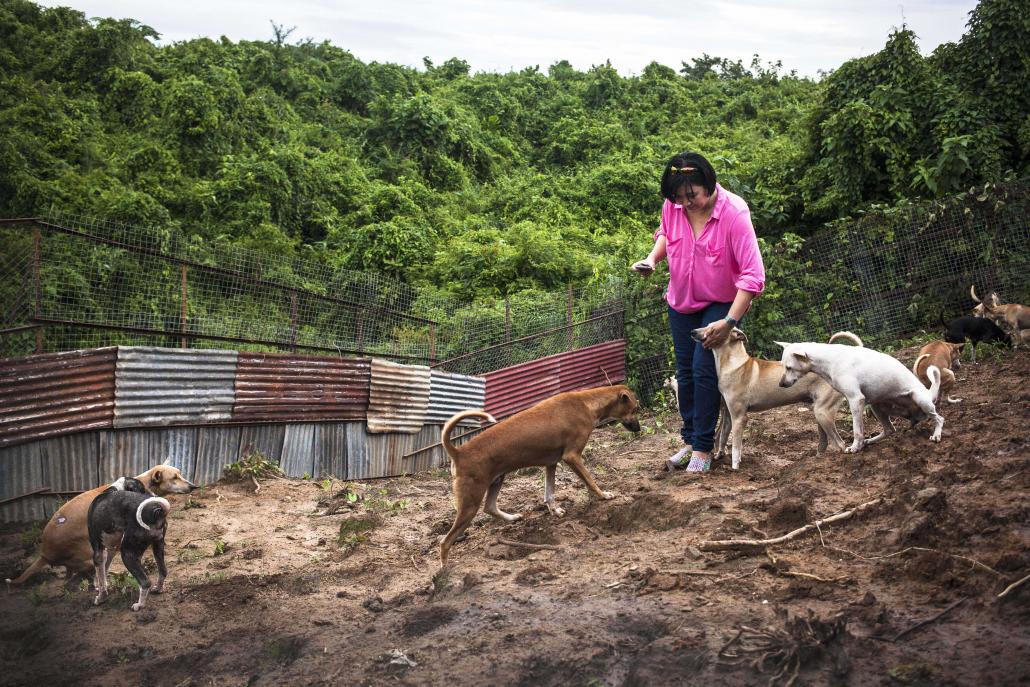 Ma Myat Thet Mon tends to dogs at the sanctuary. (Theint Mon Soe aka J | Frontier)