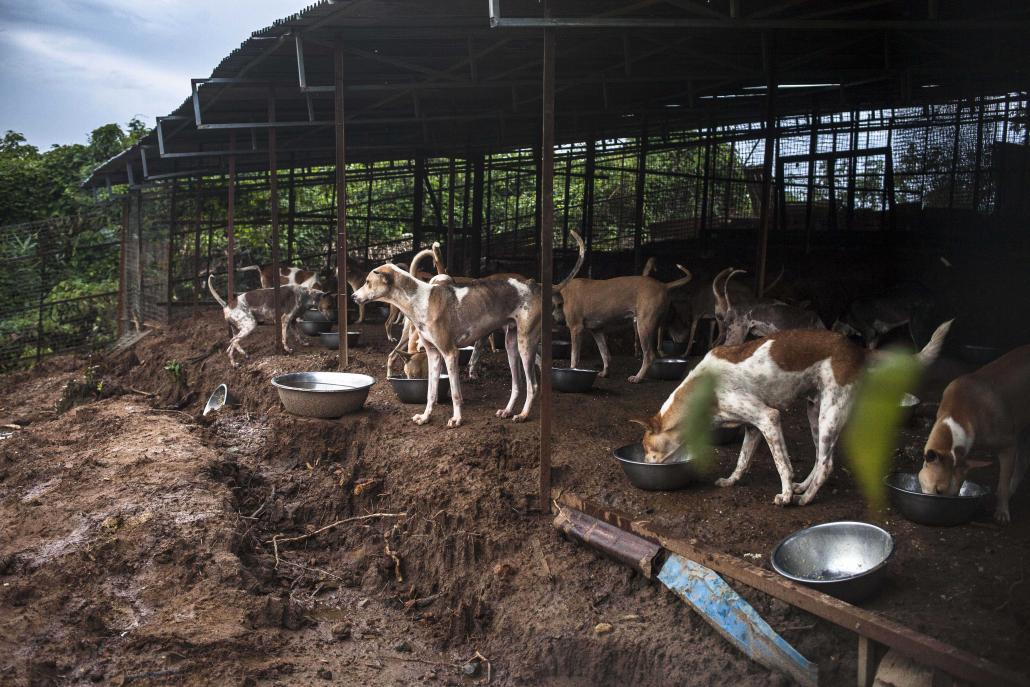 The dog sanctuary in Yangon's Hlawga Township. (Theint Mon Soe aka J | Frontier)