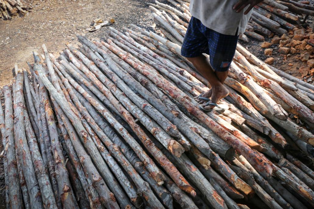 A man stands on stacks of mangrove wood for charcoal near Kyunsu Township in Myanmar. (Victoria Milko | Mongabay)