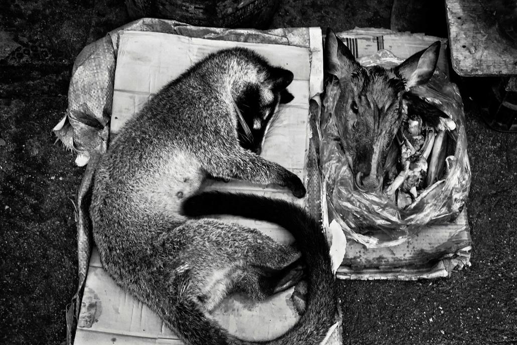 A masked palm civet and female sambar head for sale at Mong La’s open-air wildlife market. (Brennan O'Connor / Frontier)