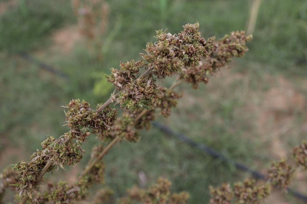 Frontier visited III M Global Nutraceutical's plantation on June 11 and found rows of withered cannabis plants on 20 acres of Myotha Industrial Park in Mandalay Region's Ngazun Township. (Nyein Su Wai Kyaw Soe | Frontier)