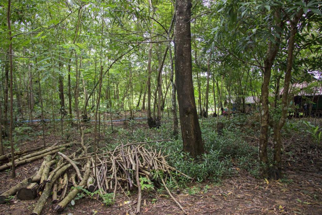 A plantation in northern Yangon. (Nyein Su Wai Kyaw Soe | Frontier)