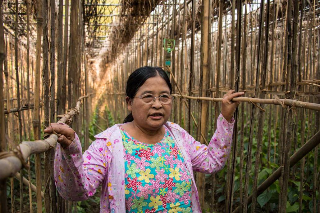 Residents of Taw Kyaung village in Pantanaw Township say that flooding in the past two years has had a devastating impact on their betel leaf plantations, and forced many into debt. (Nyein Su Wai Kyaw Soe | Frontier)