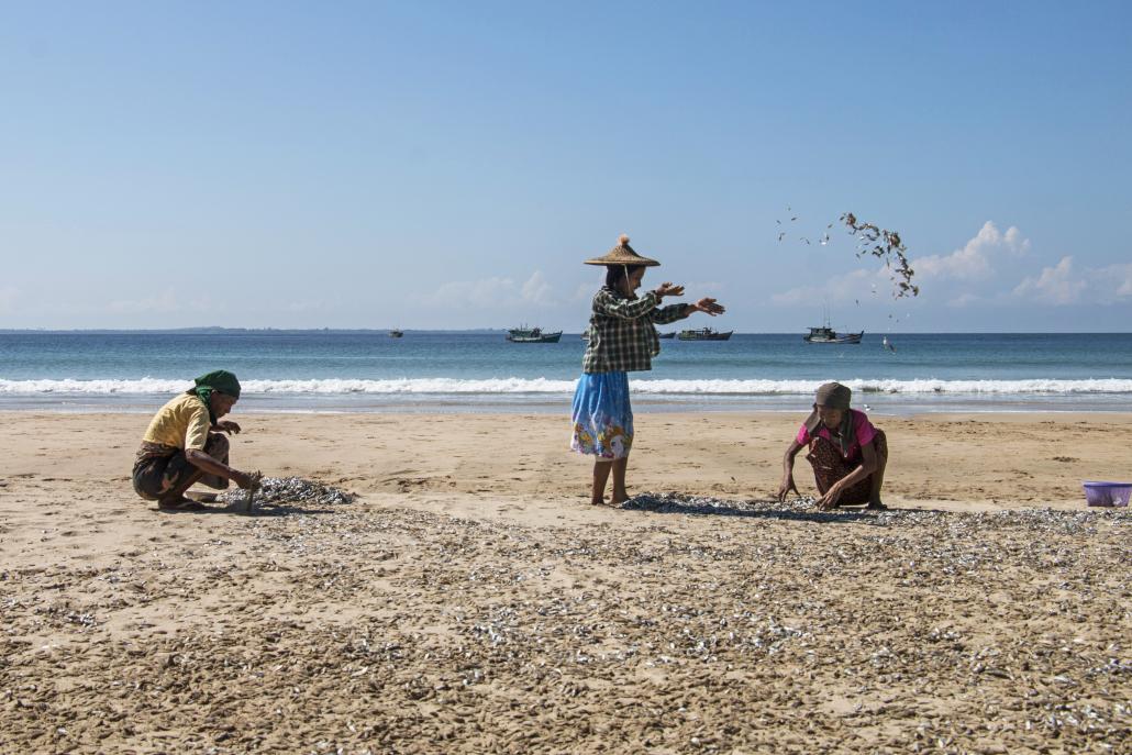 Women sort dried fish on the beach at Mee Linn Gyaing, which in the coming years may be visited by 80,000 metric tonne liquefied natural gas tankers to provide fuel for a 1,390 megawatt power plant. (Nyein Su Wai Kyaw Soe | Frontier)