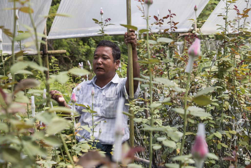 U Zaw Naing at his flower farm in Hmawbi. (Nyein Su Wai Kyaw Soe | Frontier)