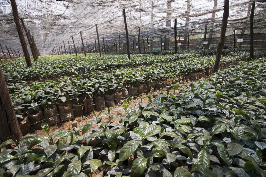 Sai Wan's 700 acre coffee farm in Pyin Oo Lwin (Nyein Su Wai Kyaw Soe | Frontier)