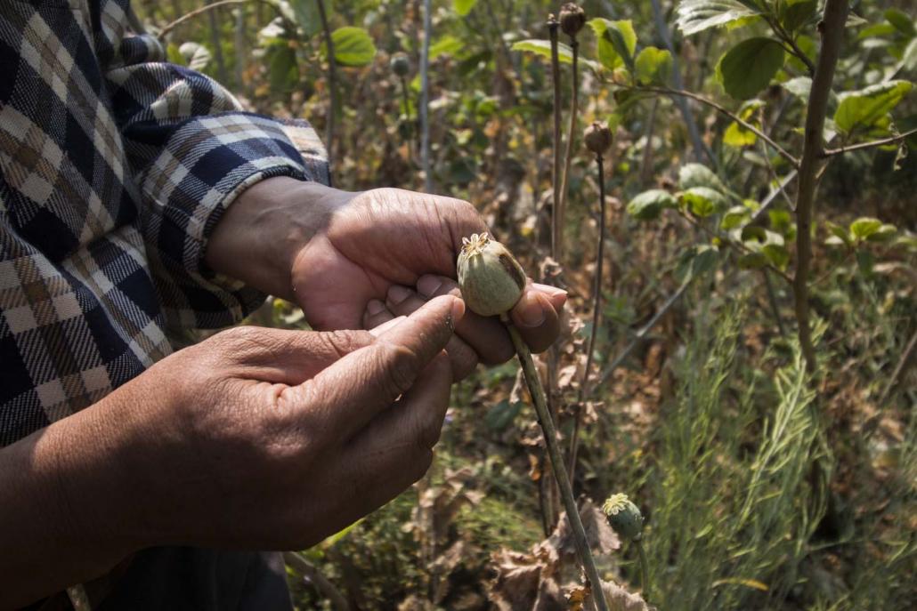 A UNODC worker holds an opium poppy near Hopong (Nyein Su Wai Kyaw Soe | Frontier)