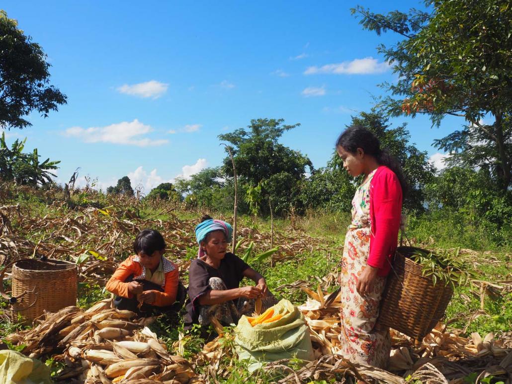 Pa-O and Taungyo farm labourers work together in the hills above Inle Lake. (Ben Dunant | Frontier)