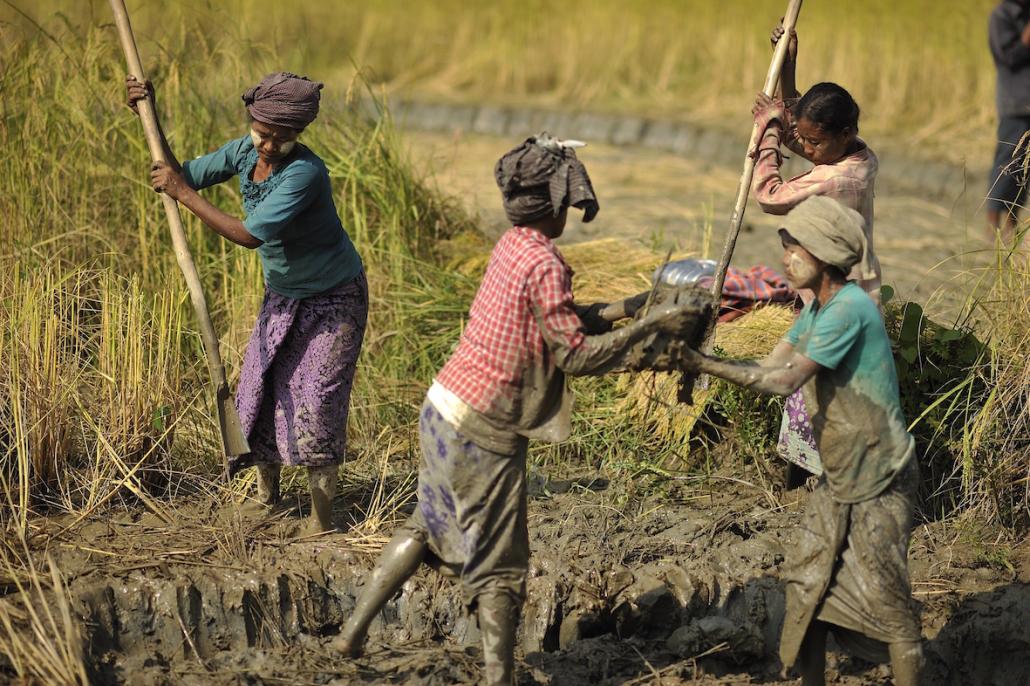 With their husbands gone, these Rakhine women have to engage in manual labour themselves. (Tat Lan)