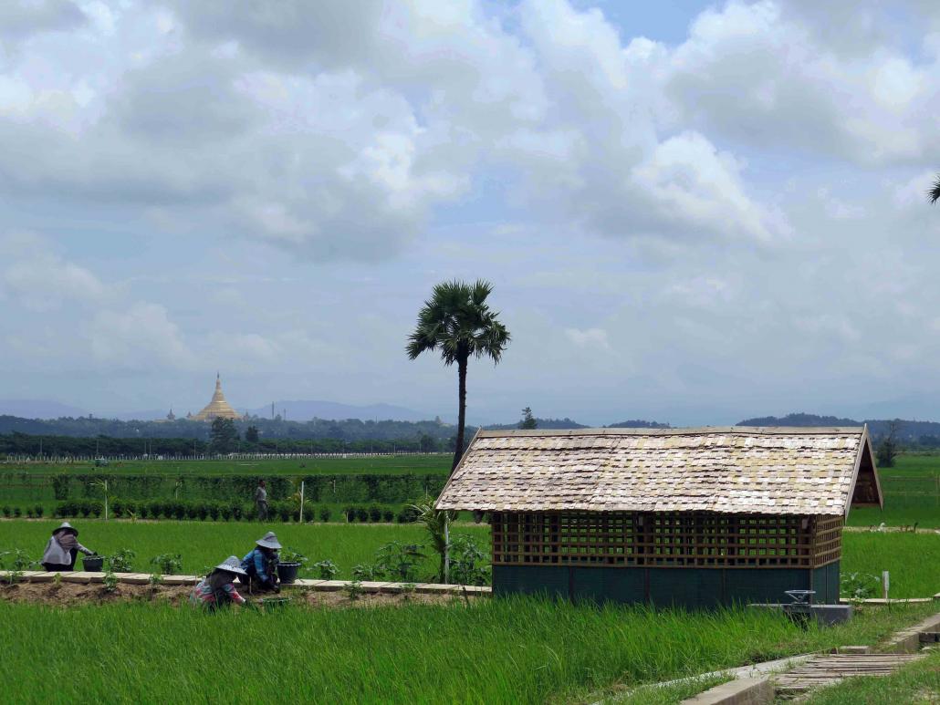 Villagers working in the rice paddies of the President's Farm in Nay Pyi Taw, with Uppatasanti Pagoda in the background. (Maung Thin Tone / Mawkun)
