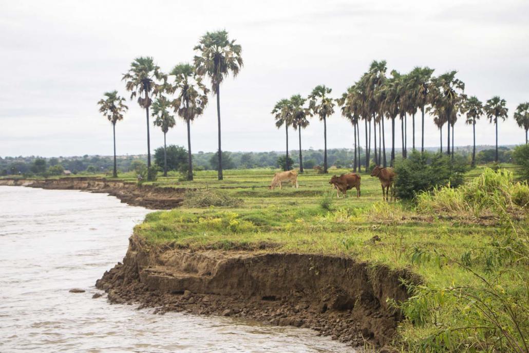 ပုံတွင်တွေ့ရသည့် ကျမ်းကိုင်ကျွန်း ရေတိုက်စားကာ ကမ်းပြိုသဖြင့် မြေနုကျွန်းသို့ ပြောင်းရွှေ့နေထိုင်ခဲ့ရခြင်းဖြစ်ကြောင်း ကန်သာရွာသားများက ရှင်းပြသည်။ ဓာတ်ပုံ - သူရဇော်