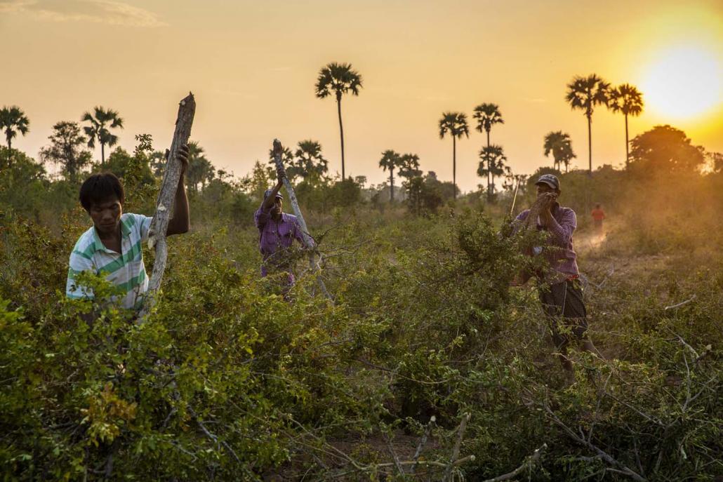 Farm workers cut Thanaka branches in Ayadaw Township. (Hkun Lat I Frontier)