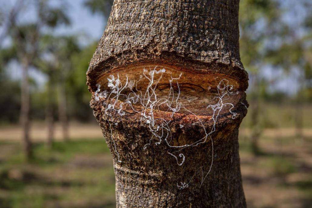 The versatile sap sterculia trees produce is in high demand in China. (Hkun Lat | Frontier)